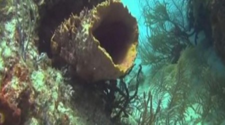 Багамские острова: Таинственные пещеры и затонувшие корабли