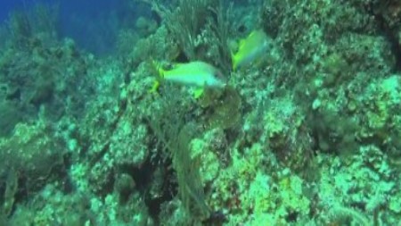 Багамские острова: Таинственные пещеры и затонувшие корабли