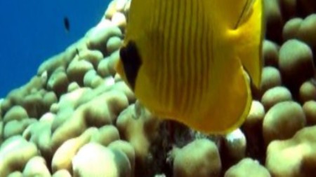 Коралловый риф 3D: Подводный мир Египта