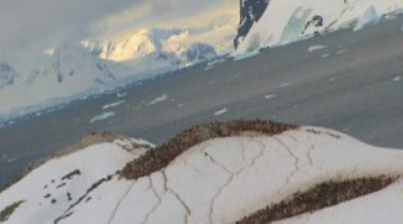 HDScape: Антарктика - Дикая жизнь на льду