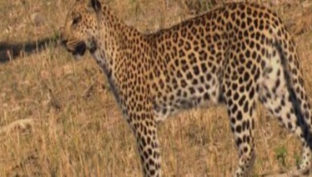 National Geographic: Необычный леопард