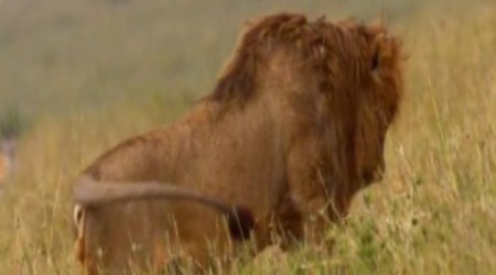 National Geographic: Кошачьи войны. Лев против Гепарда