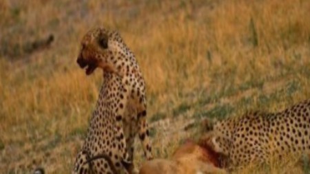 National Geographic: Кошачьи войны. Лев против Гепарда