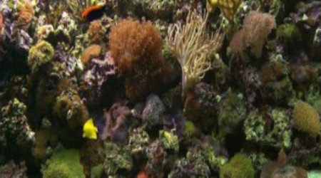 HDScape: Экзотический морской аквариум