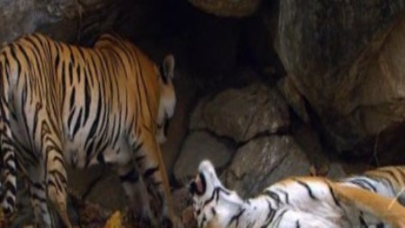 BBC: Тигр. Шпион джунглей