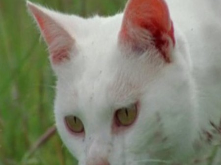 BBC: Загадочные кошки