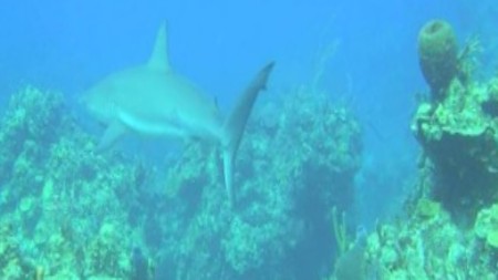 Карибские острова 3D: Погружение с акулами