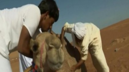 BBC: Дикая Аравия