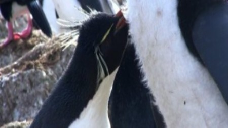 BBC: Пингвин - Шпион под прикрытием