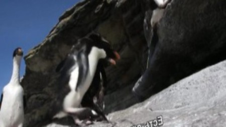 BBC: Пингвин - Шпион под прикрытием