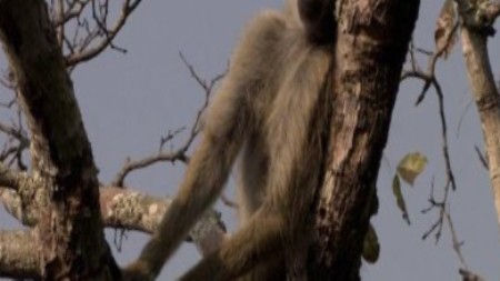 BBC: Тайная жизнь приматов