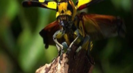 Discovery Channel: Страсти по насекомым