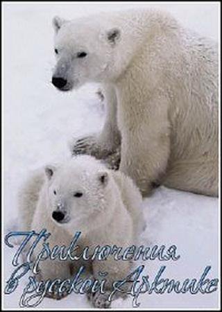 Среди белых медведей или приключения в русской Арктике