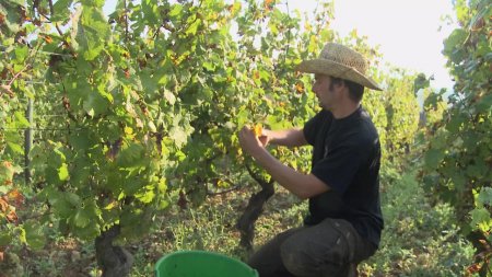 Вино: Зеленая революция